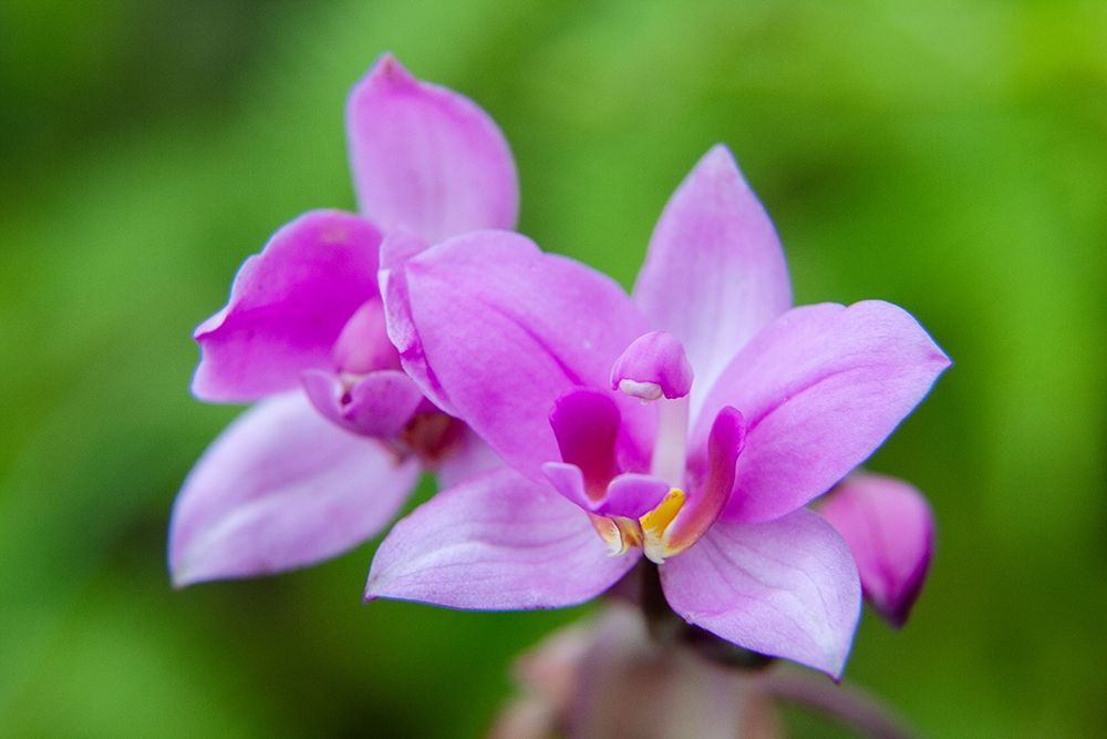 Hawaii-Kauai Close-up of wild orchid flower art print by Jaynes Gallery for $57.95 CAD